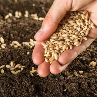 La plupart des semences produites par l'industrie sont souvent non-reproductibles. [Billionphotos.com]