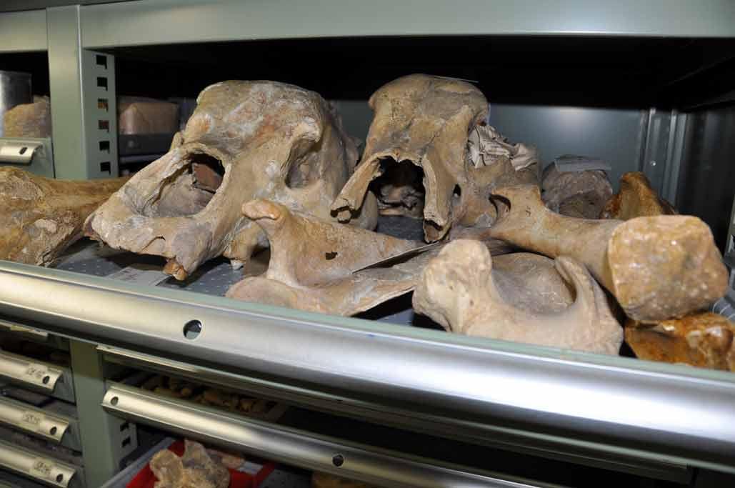 Les ossements d'ours des cavernes sont abondants dans le Jura suisse.Jurassica [Jurassica]