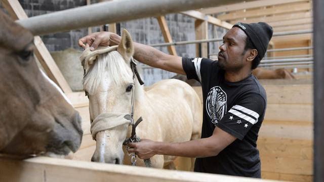 Un réfugié érythréen soigne un cheval dans le cadre du projet AGRIV, à Enges dans le canton de Neuchâtel. [Laurent Gillieron]