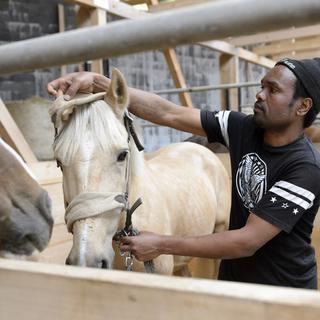 Un réfugié érythréen soigne un cheval dans le cadre du projet AGRIV, à Enges dans le canton de Neuchâtel. [Laurent Gillieron]