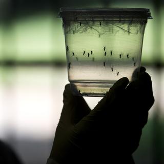 Le virus Zika circulait déjà en janvier 2015 à Rio de Janeiro, selon des chercheurs. [AFP - NELSON ALMEIDA]