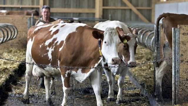 Les produits laitiers suisses pourraient trouver de nouveaux débouchés grâce à l'ouverture du marché, selon l'étude. [Keystone - Gaëtan Bally]