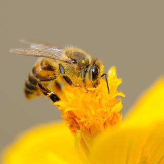 Avec l'arrivée du printemps, les abeilles mellifères sortent de leur hibernation. [Fotolia - luigipinna]