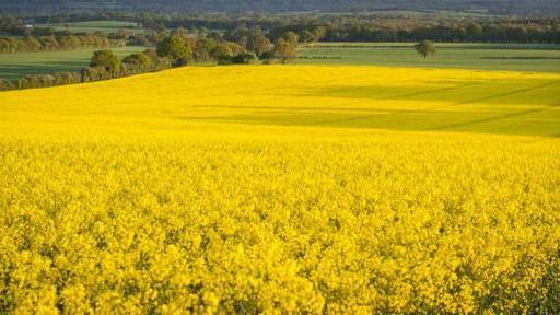 Un champ de colza dans le Surrey, en Angleterre. [AFP - Matthew Williams-Ellis / Robert Harding Premium]