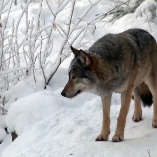 Une intervention sur le loup est prévue au National. [AP/Keystone]