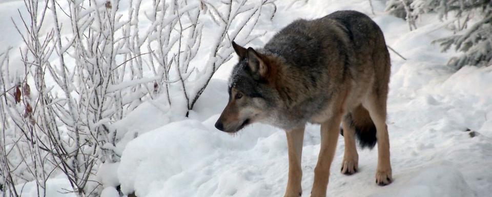 Une intervention sur le loup est prévue au National. [AP/Keystone]