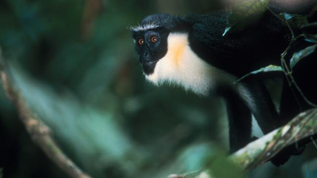 Un singe cercopithèque diane. [Université de Neuchâtel - Florian Möllers / Tai Monkey Project]