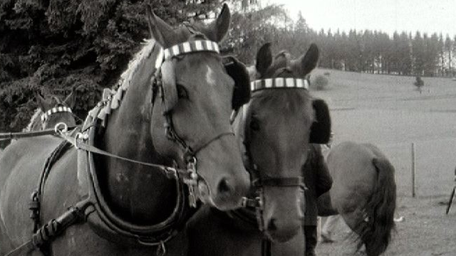 Le marché-concours de Saignelégier en 1966. [RTS]