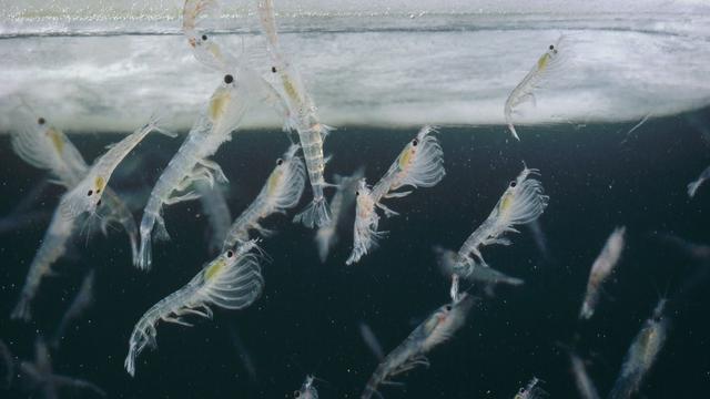 L'Euphausia Superba est une espèce de krill endémique de l’Antarctique.
Flip Nicklin / Minden Pictures 
Biosphoto / AFP [Biosphoto / AFP - Flip Nicklin / Minden Pictures]