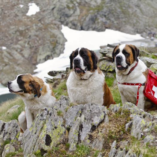 Le Saint-Bernard, emblème du sauvetage en montagne et déclaré "chien national suisse" en 1887. [Barryland - Musée et Chiens du Saint-Bernard - Iris Kuerschner]