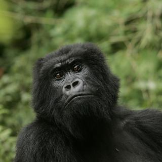 Il ne reste plus que 5000 spécimens de gorille de l'Est. [key - AP Photo/Themba Hadebe, File]
