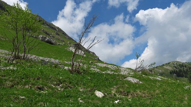 Sur les pentes de la Dôle (VD). [vosinfos - C.Greutert]