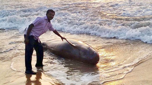 Les pêcheurs locaux cherchent à sauver des baleines qui se sont échouées sur une plage du sud de l'Inde [EPA/STR]