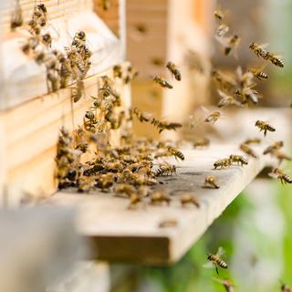 L'agressivité des abeilles sous la loupe. [topo84]