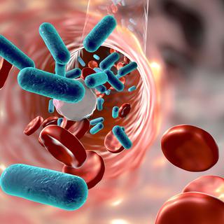 La septicémie se traduit par la présence de bactéries vivantes dans le sang. [Science Photo Library/AFP - Kateryna Kon]