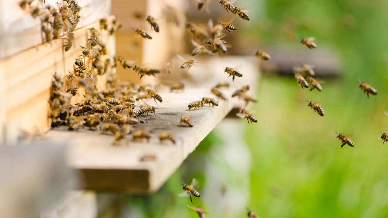 L'agressivité des abeilles sous la loupe. [topo84]