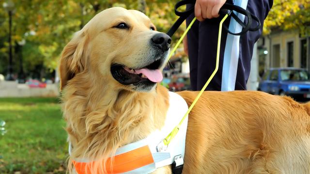 Les chiens d’aveugle doivent s’adapter à des situations uniques et prendre des décisions.
Boris Djuranovic
Fotolia [Boris Djuranovic]