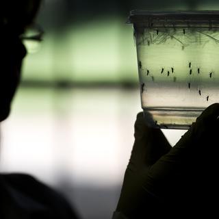 Le virus Zika circulait déjà en janvier 2015 à Rio de Janeiro, selon des chercheurs.