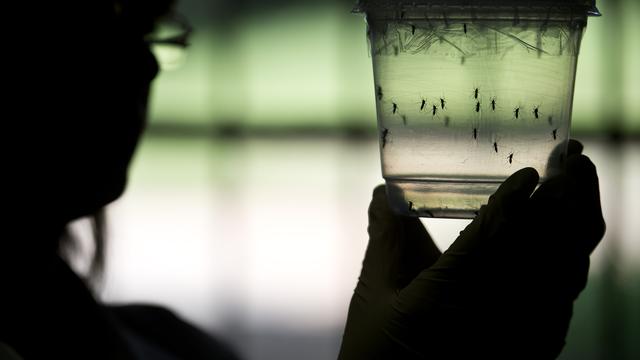 Le virus Zika circulait déjà en janvier 2015 à Rio de Janeiro, selon des chercheurs.