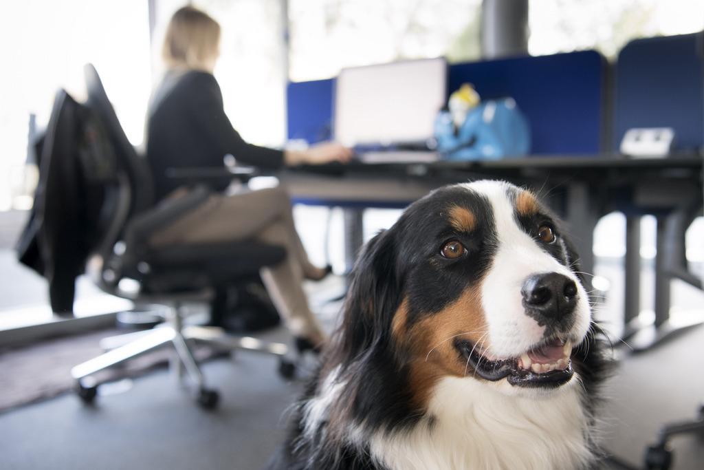 Une employée de Nestlé et son chien "Nala", dans la zone réservée aux collaborateurs qui viennent travailler avec leur animal. [KEYSTONE - Laurent Gillieron]