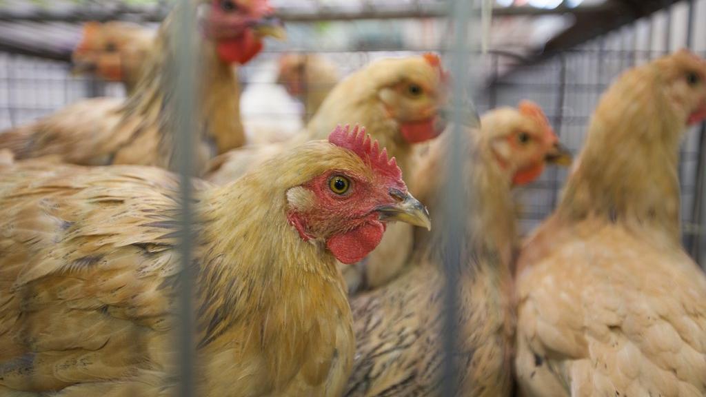 Les volailles devront être confinées dans toute la Suisse pour éviter de propager le virus de la grippe aviaire. [EPA/Keystone - Alex Hofford]