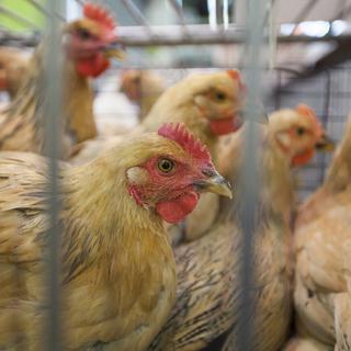 Les volailles devront être confinées dans toute la Suisse pour éviter de propager le virus de la grippe aviaire. [EPA/Keystone - Alex Hofford]