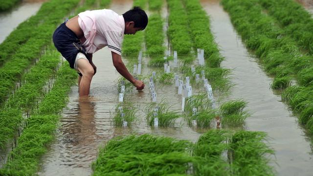 La loi chinoise, sauf pour de rares exceptions, n’autorise pas la culture d’OGM, mais l'acquisition de Syngenta par ChemChina devrait faire évoluer la pratique. [AFP]