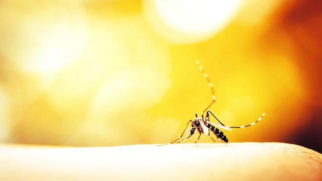 Les insectes vecteurs [Fotolia - © auimeesri]