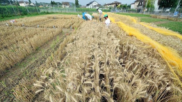 Des chercheurs et chercheuses de l'Agroscope récoltant du blé OGM cultivé à titre expérimental à Pully en 2009. [Keystone - Dominic Favre]