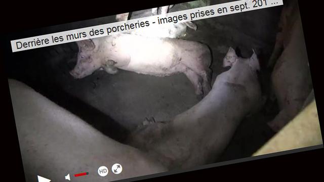 Capture d'écran de la vidéo mise en ligne mardi sur les porcheries vaudoises. [http://www.tvmart.ch/]