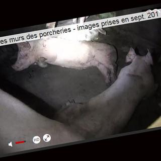 Capture d'écran de la vidéo mise en ligne mardi sur les porcheries vaudoises. [http://www.tvmart.ch/]