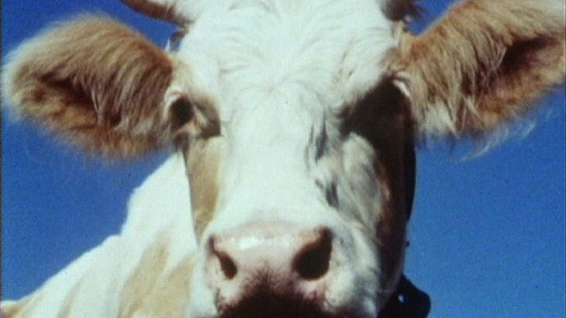 Une vache en 1986. [RTS]