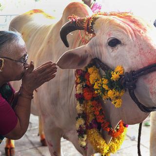 Une femme prie près d'une vache sacrée. [AFP - Noah Seelam]