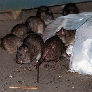 Les rats suscitent une répulsion quasi générale. [AP/Keystone - Robert Mecea]