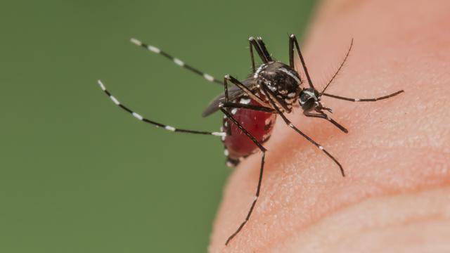 Le moustique tigre Aedes albopictus n'est plus cantonné au Tessin. [Roger Eritja]
