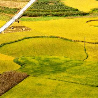 Des champs de riz doré en Chine. [AFP - Song Wen / XINHUA]