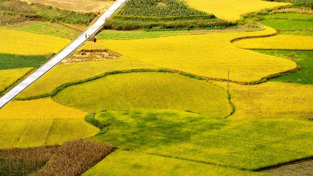 Des champs de riz doré en Chine. [AFP - Song Wen / XINHUA]