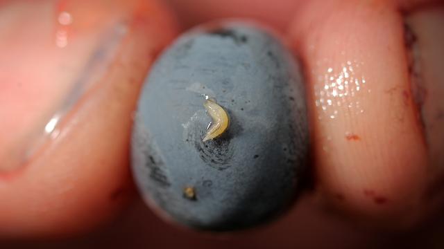 Une larve de drosophile suzukii sur un grain de raisin. [AFP]