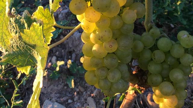 Aperçu des effets du mildiou sur une grappe de raisin de Lavaux. [RTS - Guy-Olivier Chappuis]