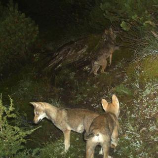 Meute de loups aperçue dans le massif du Calanda dans les Grisons en 2014.