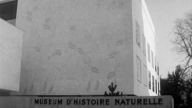 Le Muséum d'histoire naturelle à Genève en 1966. [RTS]