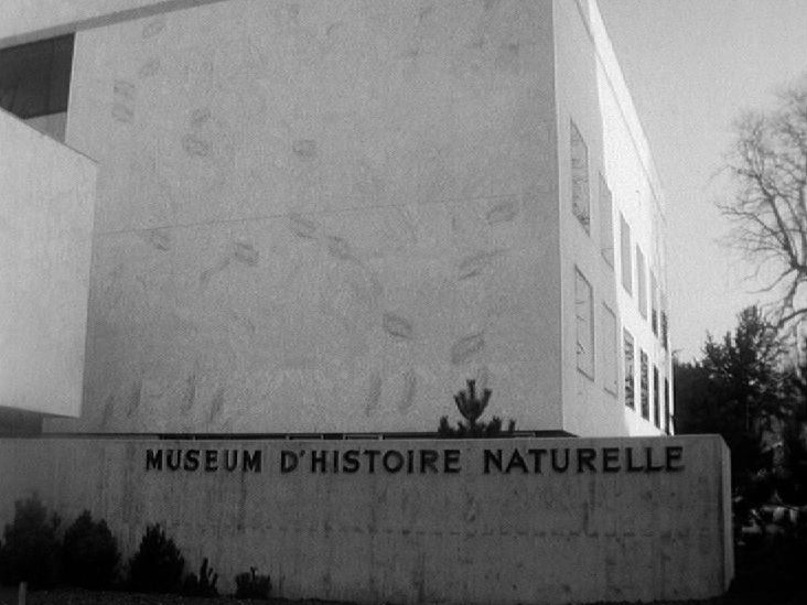 Le Muséum d'histoire naturelle à Genève en 1966. [RTS]