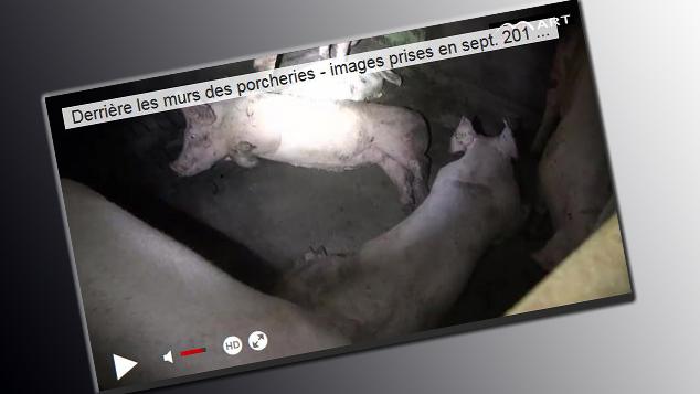 Capture d'écran de la vidéo publiée mardi par la fondation TVMart.ch [http://www.mart.ch/]