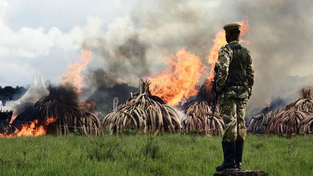 Les 105 tonnes de défenses d'éléphants réduites en cendres dans le parc national de Nairobi, le 30 avril 2016. [AFP - Carl de Souza]