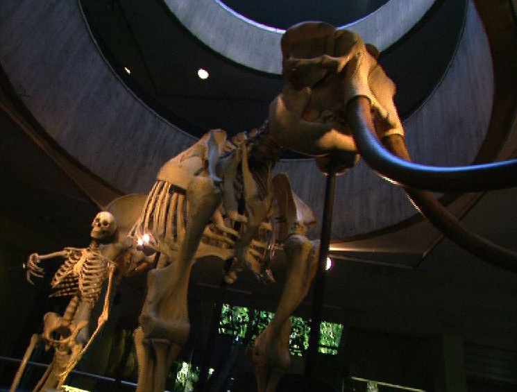 L'entrée du Muséum d'histoire naturelle de Genève en 1998. [RTS]