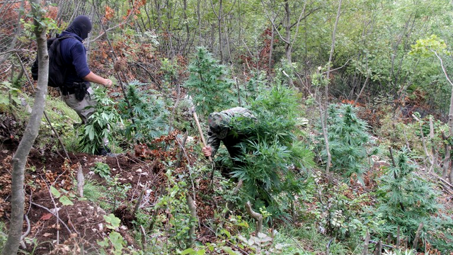 Plus de 2,3 millions de plants de cannabis ont été détruits depuis le mois de janvier. [Gent Shkullaku]