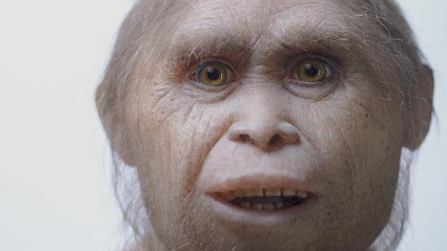 Une modélisation du visage d'un Homo floresiensis. [Keystone/AP - Kinez Riza]