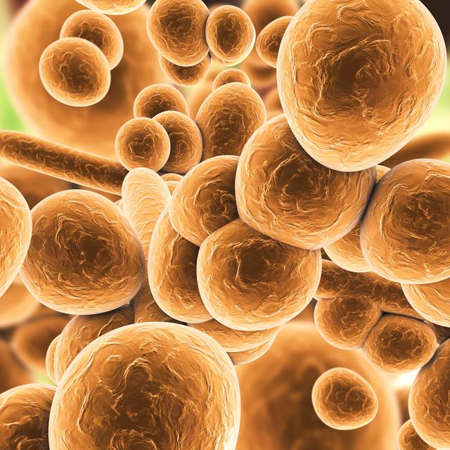 Illustration d'une cellule Candida auris, identifiée pour la première fois en 2009. [AFP - KATERYNA KON/Science Photo Library]