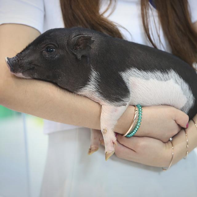 Les embryons animaux hybrides comportant des cellules souches humaines ouvrent d'immenses perspectives médicales, mais soulève des questions éthiques. [AFP - Stringer / Imaginechina]