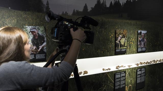 Plus d'une centaine de fragments de la météorite de Douanne peuvent être observés dès le 19 août au musée d'histoire naturelle de Berne. [KEYSTONE - Peter Schneider]